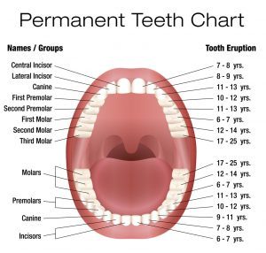 Canine Tooth Eruption Chart