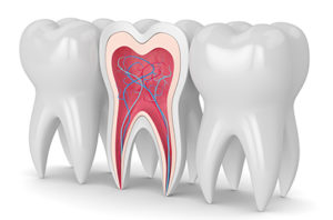 Root Canal Diagram